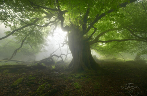 Online workshop - The world of forests – Image 4