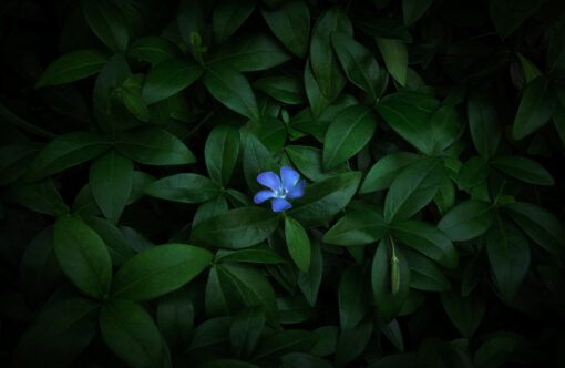 Online workshop - The world of forests – Image 6