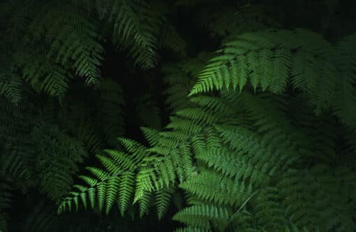 Online workshop - The world of forests – Image 7