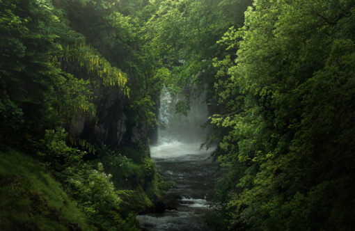 Online workshop - The world of forests – Image 2