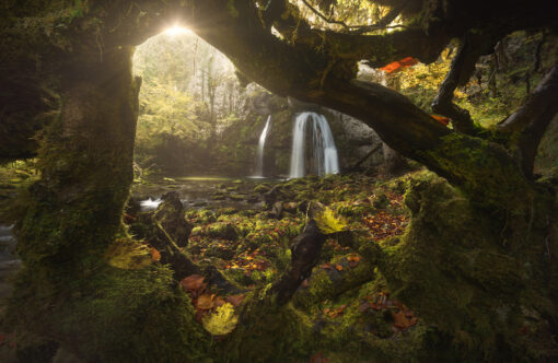 Online workshop - The world of forests – Image 5