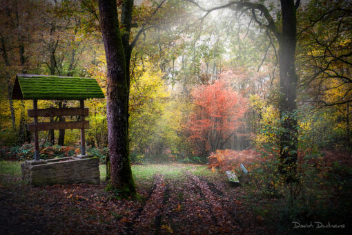 Online workshop - The world of forests – Image 10
