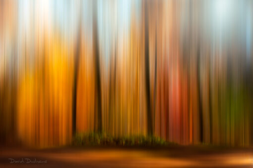 Online workshop - The world of forests – Image 9