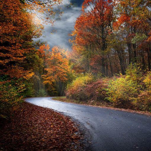 Online workshop - The world of forests – Image 8