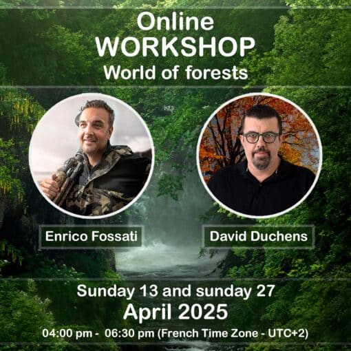 Online workshop - The world of forests