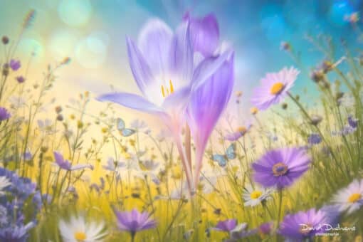 Cours Photoshop art floral créatif partie 2 – Image 7