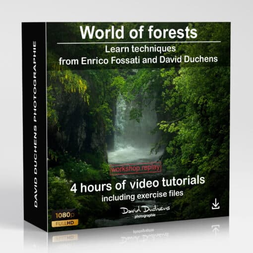 Online workshop - The world of forests (REPLAY) - Image 2